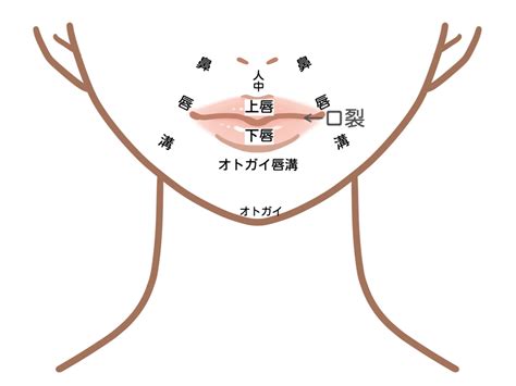 人中部 部位|口周りの形態はいろいろな要素。でもまずいつもの上口唇(人中。